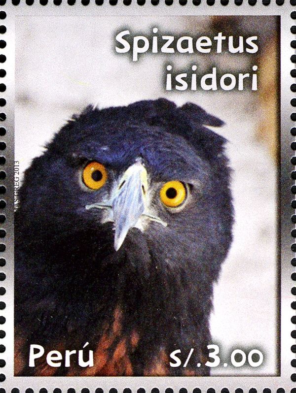 Black-and-chestnut Eagle (Spizaetus isidori)