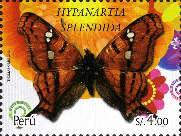 Mapwing Butterfly (Hypanartia splendida)