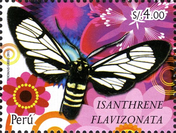 Tiger Moth (Isanthrene flavizonata)