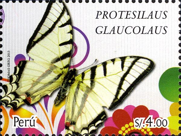 Glaucolaus Swallowtail (Protesilaus glaucolaus)