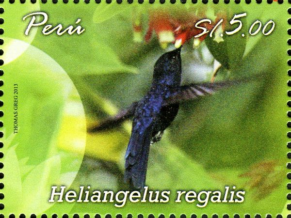 Royal Sunangel (Heliangelus regalis)