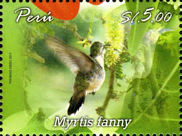 Purple-collared Woodstar (Myrtis fanny)