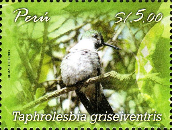 Grey-bellied Comet (Taphrolesbia griseiventris)