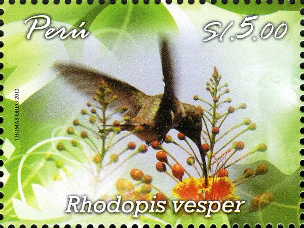 Oasis Hummingbird (Rhodopis vesper)
