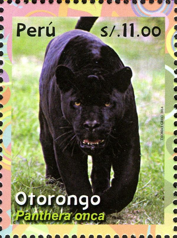 Jaguar (Panthera onca)