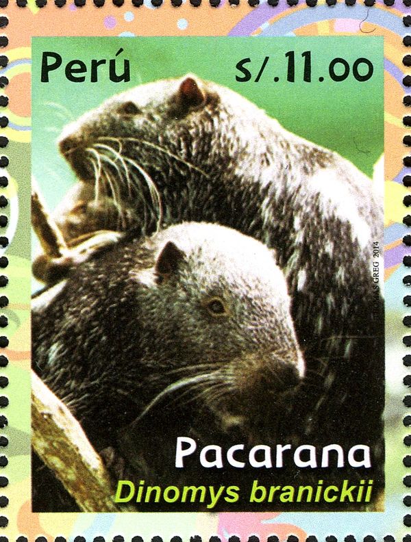 Pacarana (Dinomys branickii)