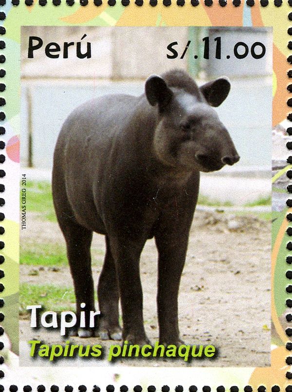 Mountain Tapir (Tapirus pinchaque)