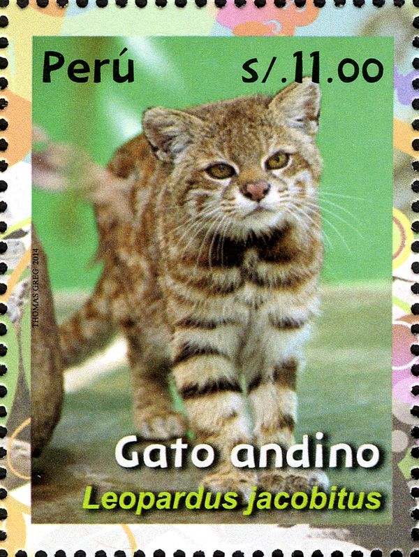 Andean Mountain Cat (Leopardus jacobitus)