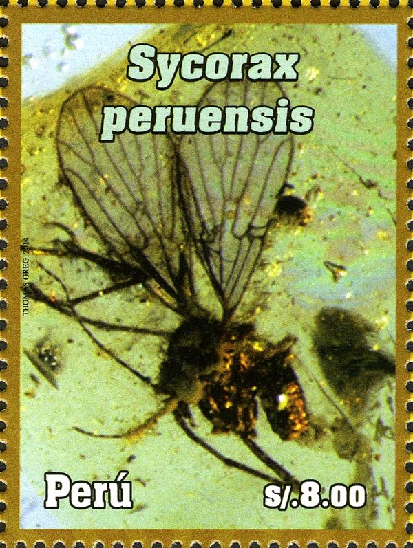 Sycorax peruensis