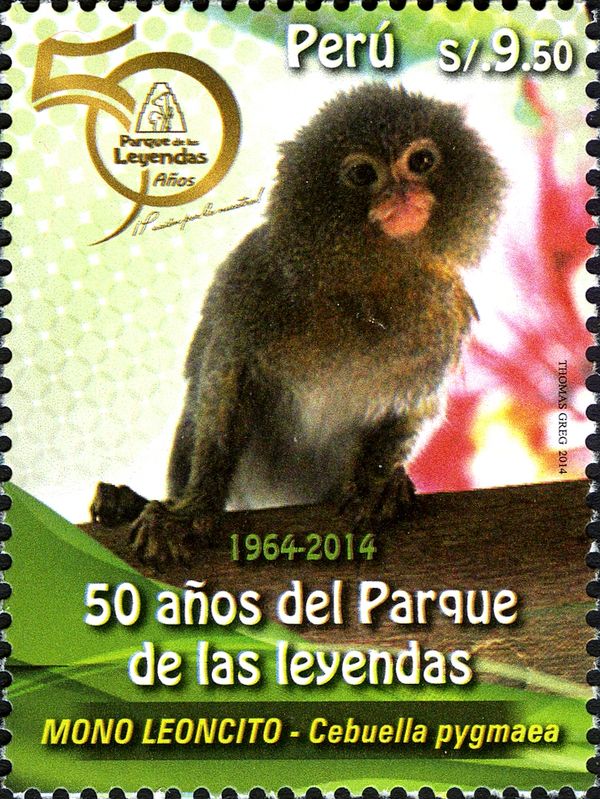 Western Pygmy Marmoset (Cebuella pygmaea)