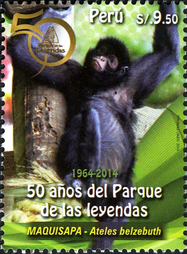 White-bellied Spider Monkey (Ateles belzebuth)