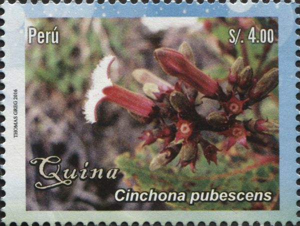 Cinchona pubescens