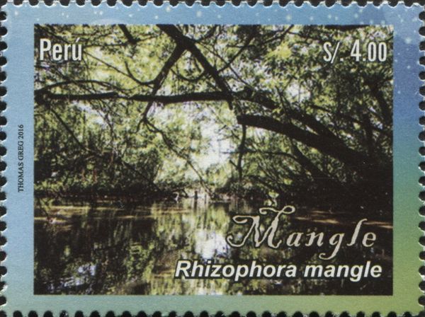 Rhizophora mangle