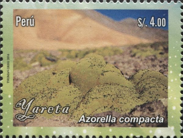 Azorella compacta