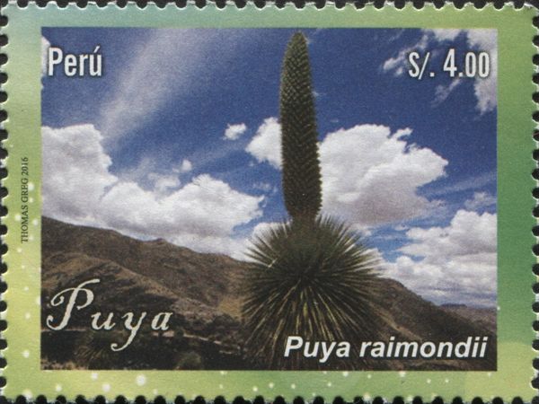 Puya raimondii