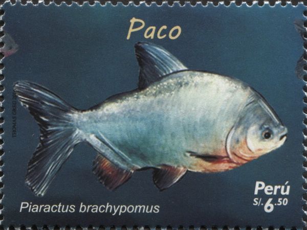 Red-bellied Pacu (Piaractus brachypomus)