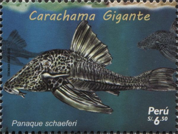 Titanic Pleco (Panaque schaeferi)