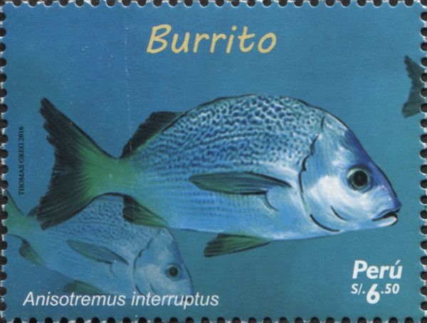 Burrito Grunt (Anisotremus interruptus)