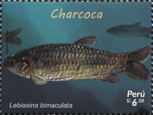 Twospotted Lebiasina (Lebiasina bimaculata)