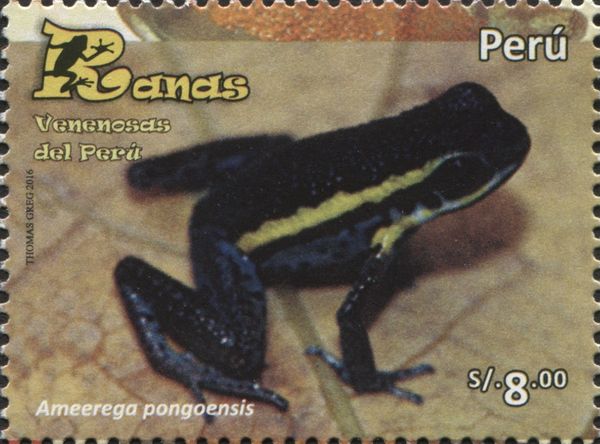 Ameerega pongoensis