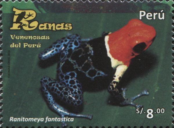 Ranitomeya fantastica