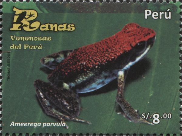 Ameerega parvula