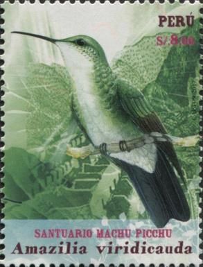 Green-and-white Hummingbird (Amazilia viridicauda)