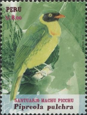 Masked Fruiteater (Pipreola pulchra)