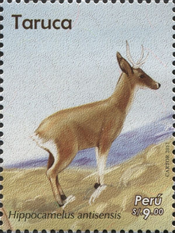 Taruca (Hippocamelus antisensis)