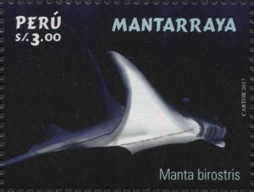 Manta Ray (Manta birostris)
