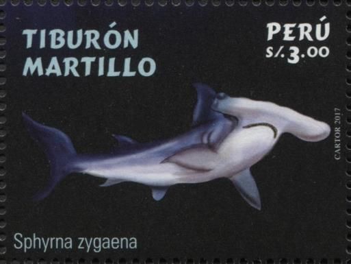 Smooth Hammerhead (Sphyrna zygaena)