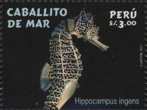Giant Seahorse (Hippocampus ingens)