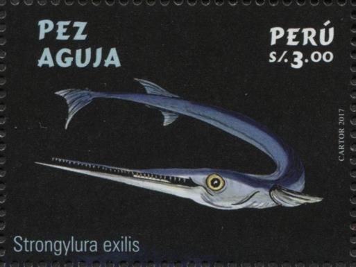 Californian Needlefish (Strongylura exilis)