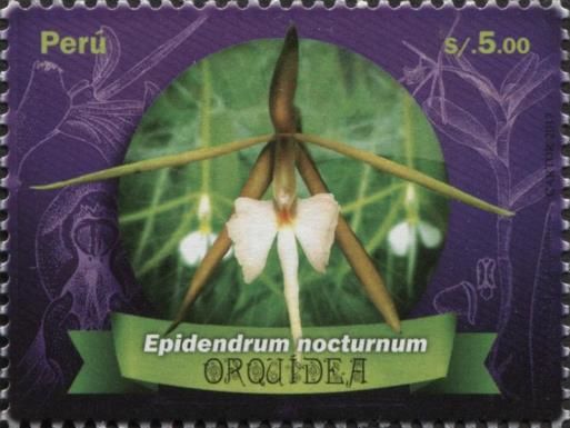 Epidendrum nocturnum