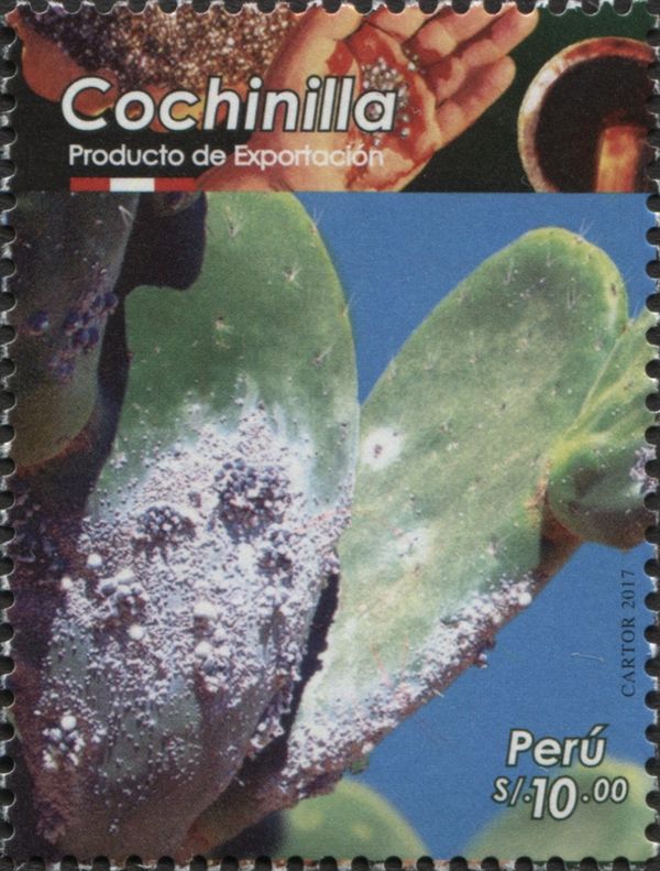 Cochinilla (Dactylopius coccus)