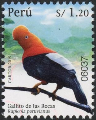 Andean Cock-of-the-Rock (Rupicola peruvianus)