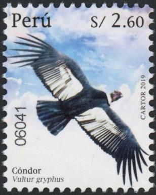 Andean condor (Vultur gryphus)