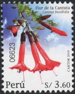 Cantua buxifolia