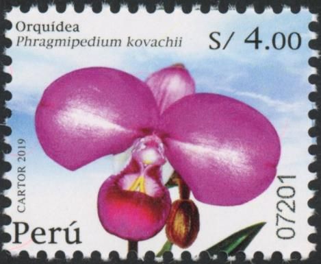 Phragmipedium kovachii