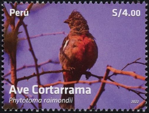 Peruvian Plantcutter (Phytotoma raimondii)