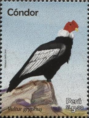 Andean Condor (Vultur gryphus)