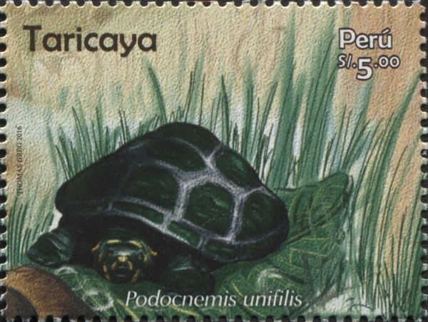 Yellow-spotted Amazon River Turtle (Podocnemis unifilis)