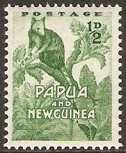 Grizzled Tree Kangaroo (Dendrolagus inustus inustus)