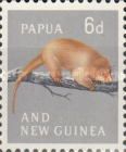 Common Spotted Cuscus (Spilocuscus maculatus)
