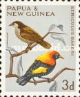 Fire-maned Bowerbird (Sericulus bakeri)