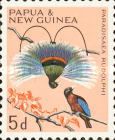 Blue Bird-of-paradise (Paradisaea rudolphi)