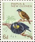 Lawes's Parotia (Parotia lawesi)