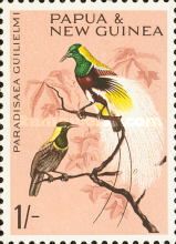 Emperor Bird-of-paradise (Paradisaea guilielmi)