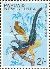 Brown Sicklebill (Epimachus meyeri)