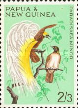 Lesser Bird-of-paradise (Paradisaea minor)